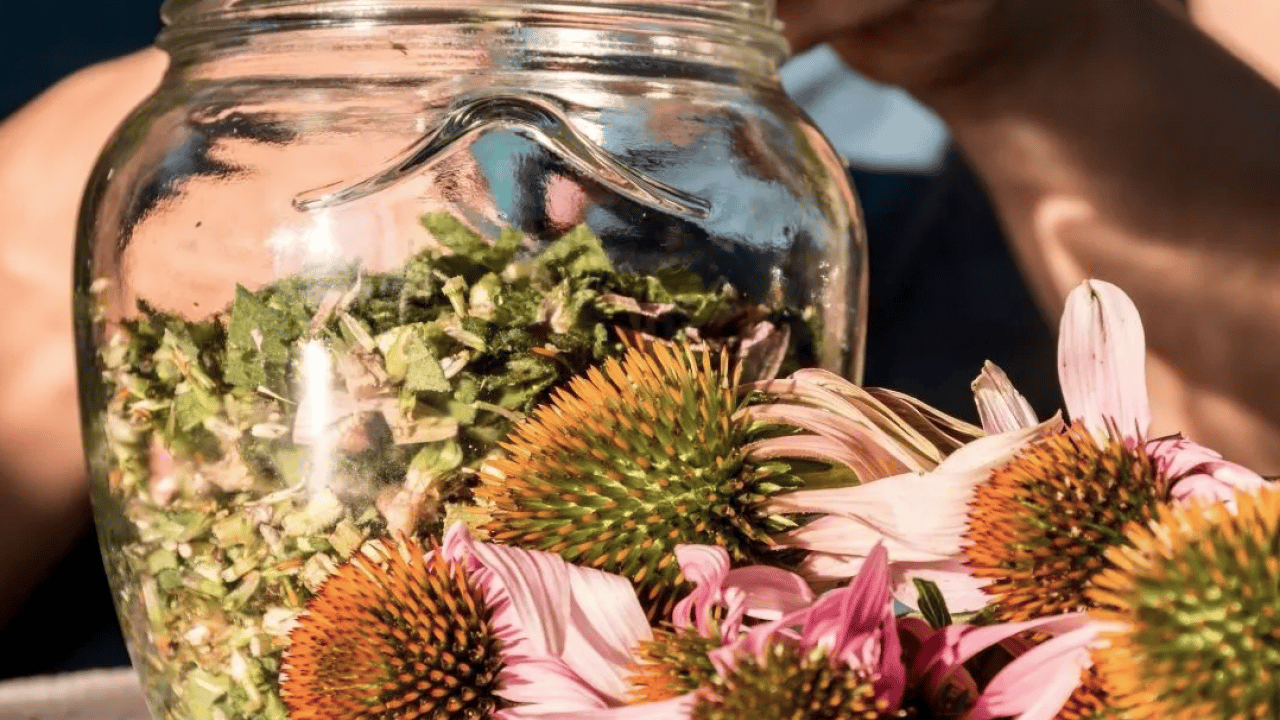 Foto - Ekinezya çayı içen mışıl mışıl uyuyor: Gece gündüz uyanık kalanlar: Anksiyeteyi yatıştırıyor! 