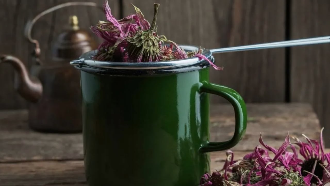 Foto - Ekinezya çayı içen mışıl mışıl uyuyor: Gece gündüz uyanık kalanlar: Anksiyeteyi yatıştırıyor! 