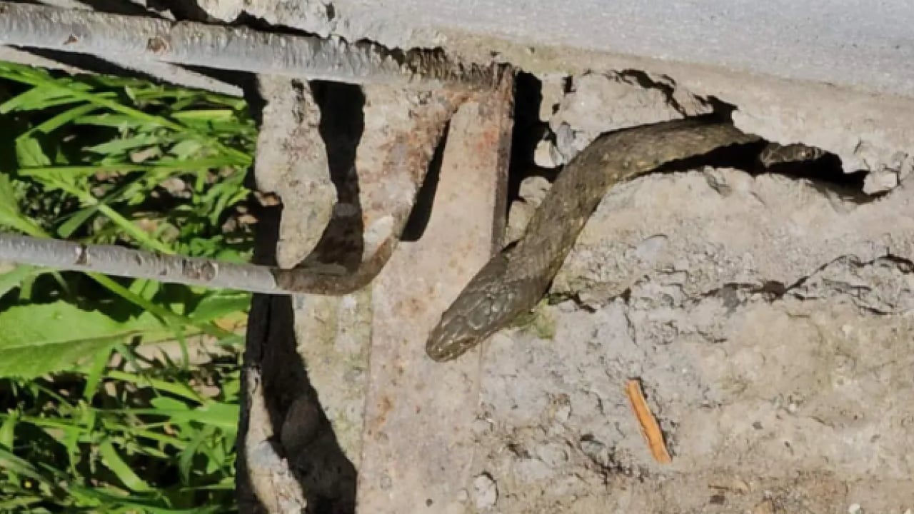 Foto - Geceleri korkudan uyuyamıyorlar! Bazıları 3 metre!