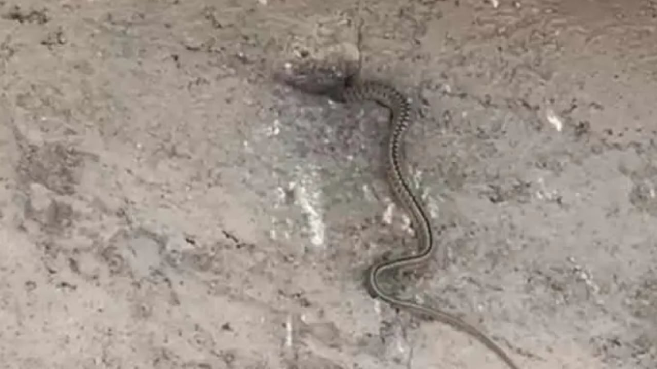 Foto - Geceleri uyumak haram oldu: Evin her yerini sardılar!
