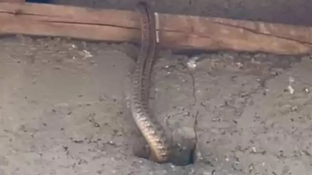 Foto - Geceleri uyumak haram oldu: Evin her yerini sardılar!