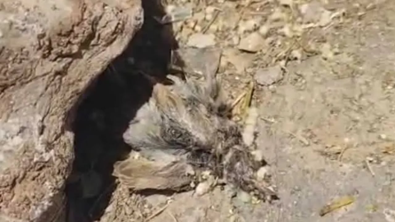 Foto - Geceleri uyumak haram oldu: Evin her yerini sardılar!