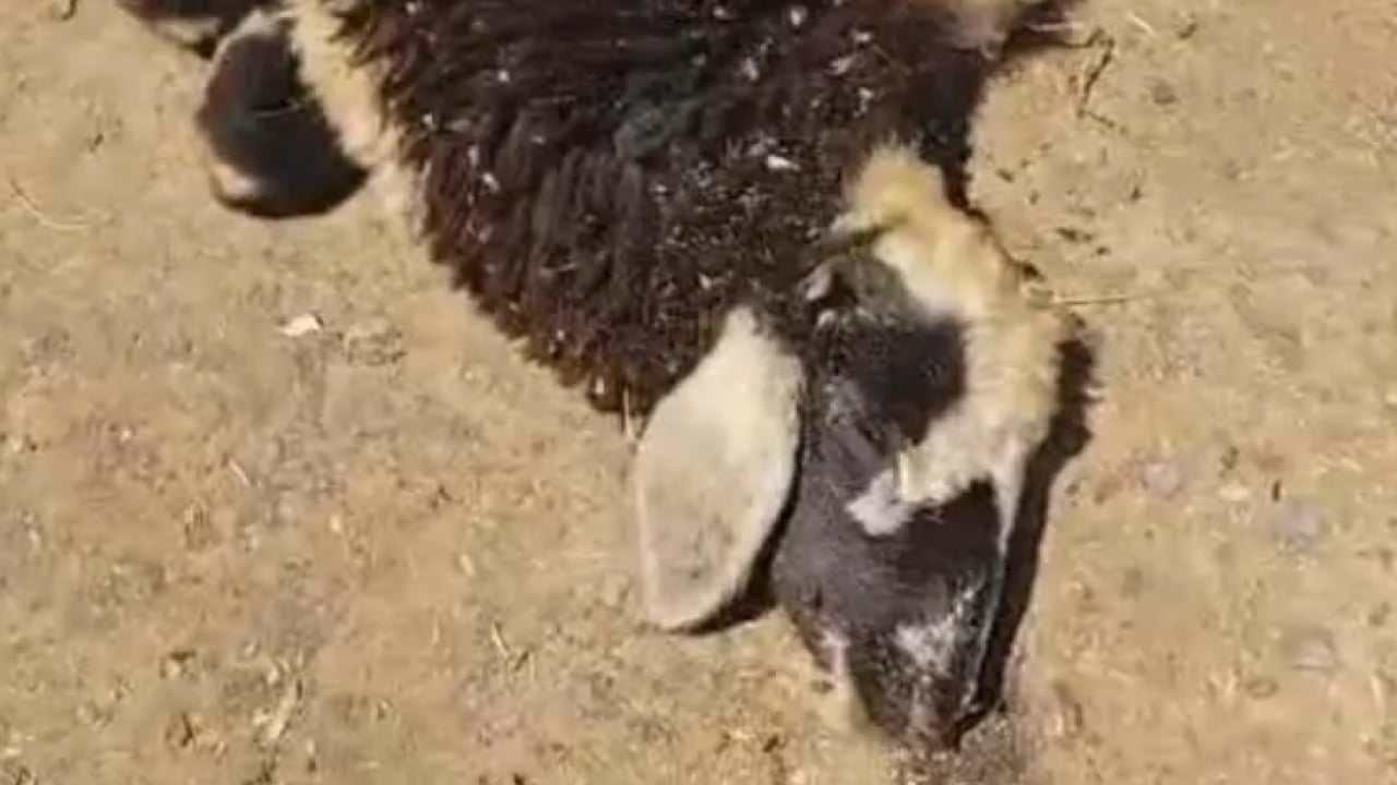 Foto - Geceleri uyumak haram oldu: Evin her yerini sardılar!