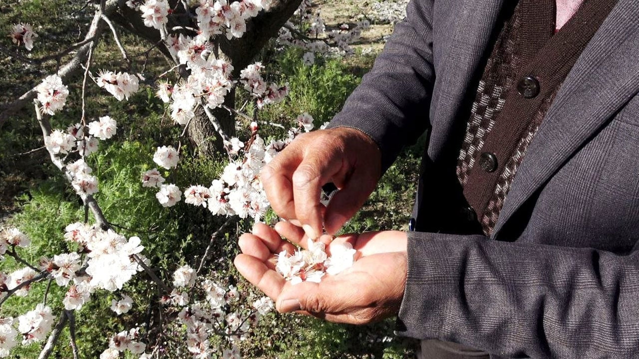 Foto - Geçen yıl don vurmuştu! Bu sene 13 bin ton rekolte bekleniyor