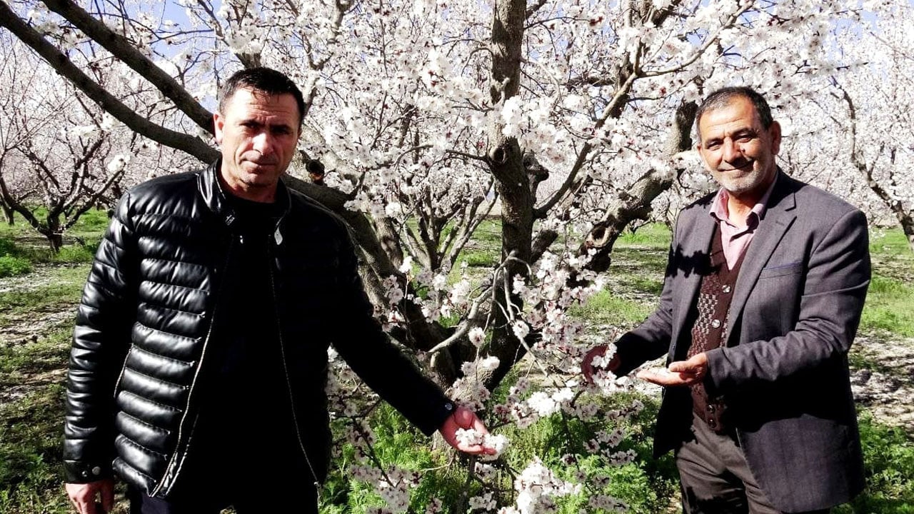 Foto - Geçen yıl don vurmuştu! Bu sene 13 bin ton rekolte bekleniyor