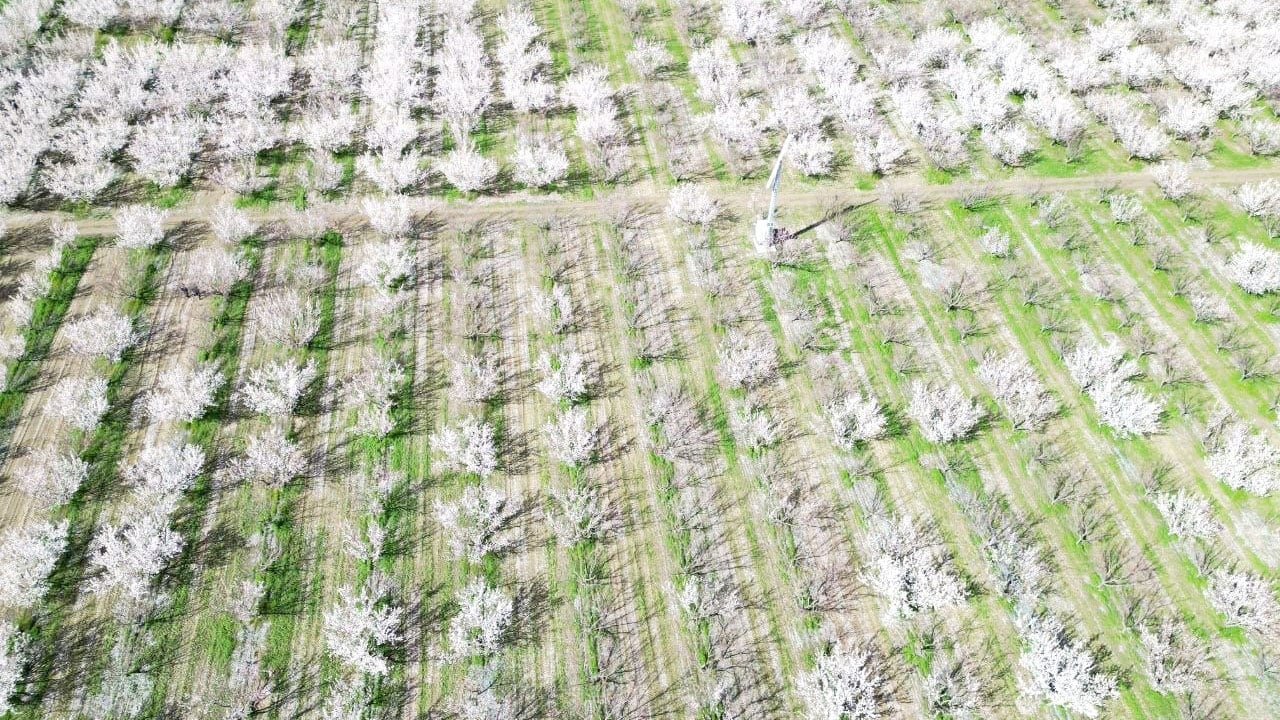 Foto - Geçen yıl don vurmuştu! Bu sene 13 bin ton rekolte bekleniyor