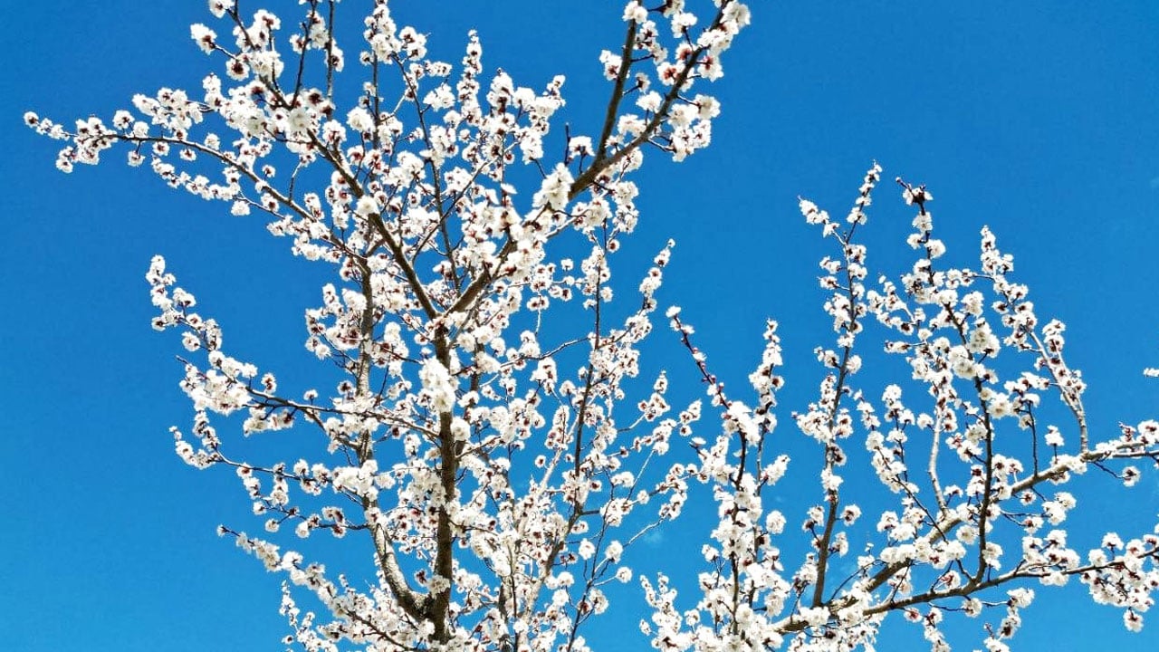 Geçen yıl don vurmuştu! Bu sene 13 bin ton rekolte bekleniyor