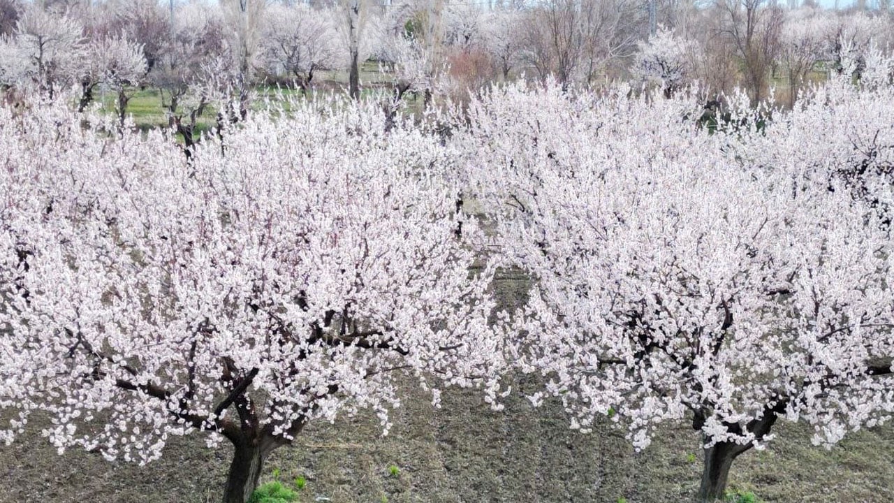 Foto - Geçen yıl don vurmuştu! Bu sene 13 bin ton rekolte bekleniyor