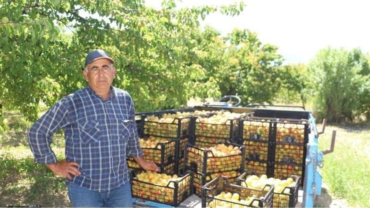 Geçen yıl tek bir tane bile yoktu, bu yıl rekor kırılıyor! Kilosu 40 TL’den kasalar dolmaya başladı