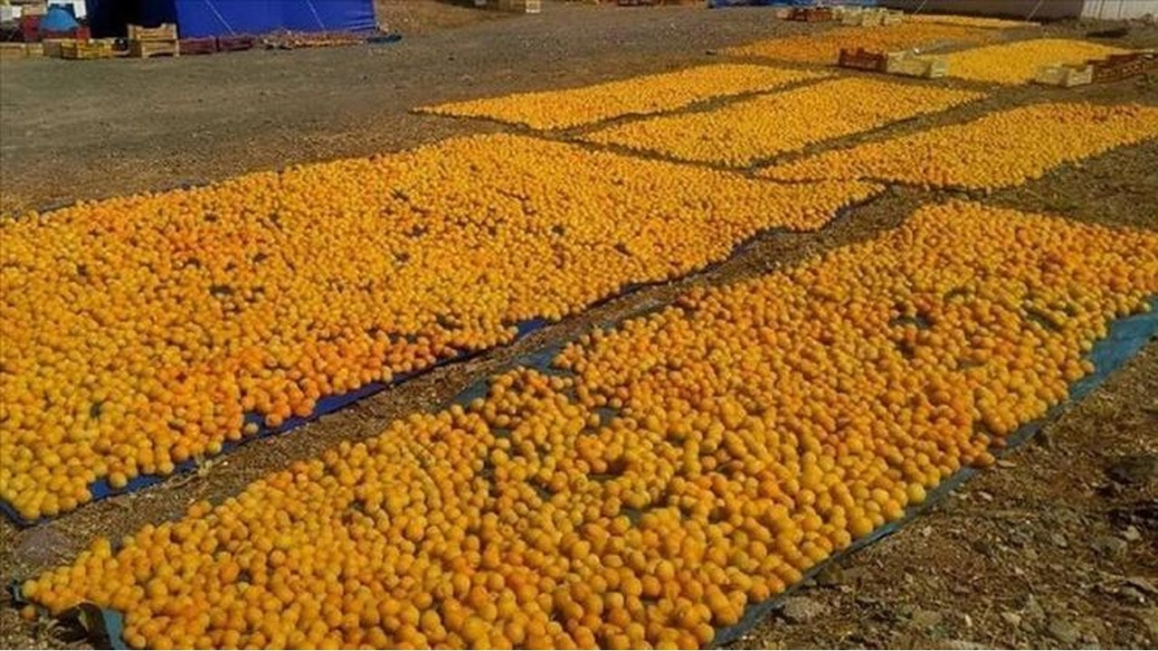 Foto - Geçen yıl tek bir tane bile yoktu, bu yıl rekor kırılıyor! Kilosu 40 TL’den kasalar dolmaya başladı