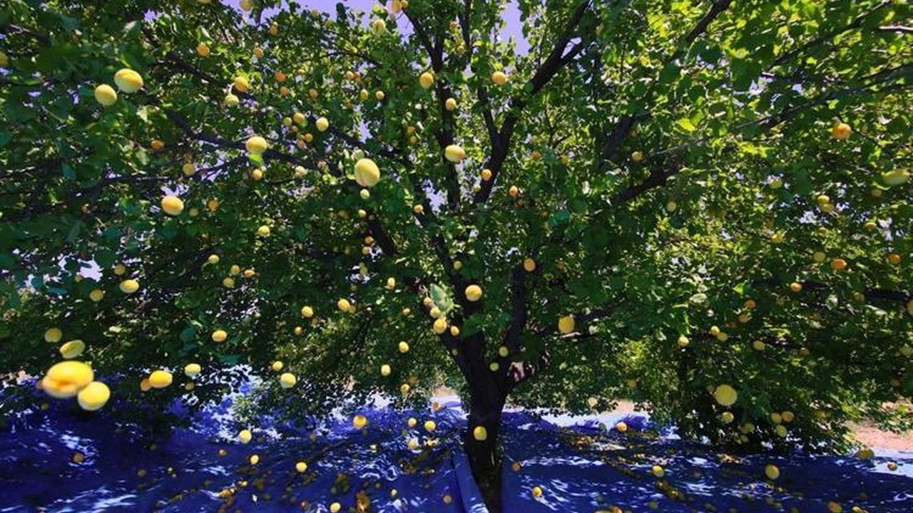 Foto - Geçen yıl tek bir tane bile yoktu, bu yıl rekor kırılıyor! Kilosu 40 TL’den kasalar dolmaya başladı