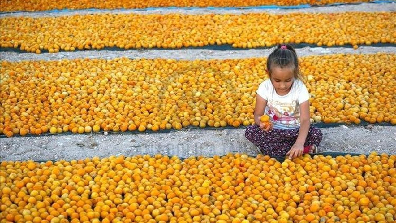 Foto - Geçen yıl tek bir tane bile yoktu, bu yıl rekor kırılıyor! Kilosu 40 TL’den kasalar dolmaya başladı