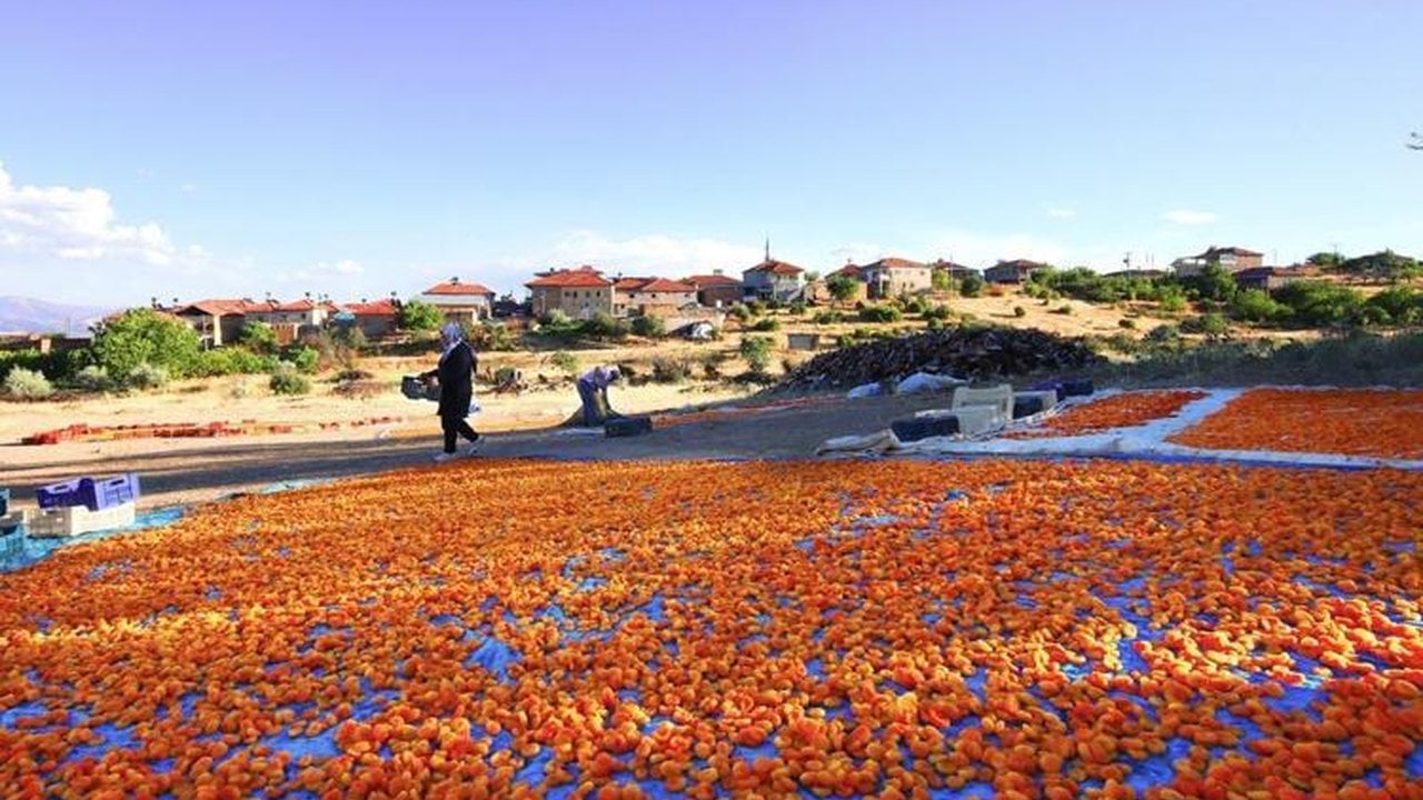 Foto - Geçen yıl tek bir tane bile yoktu, bu yıl rekor kırılıyor! Kilosu 40 TL’den kasalar dolmaya başladı