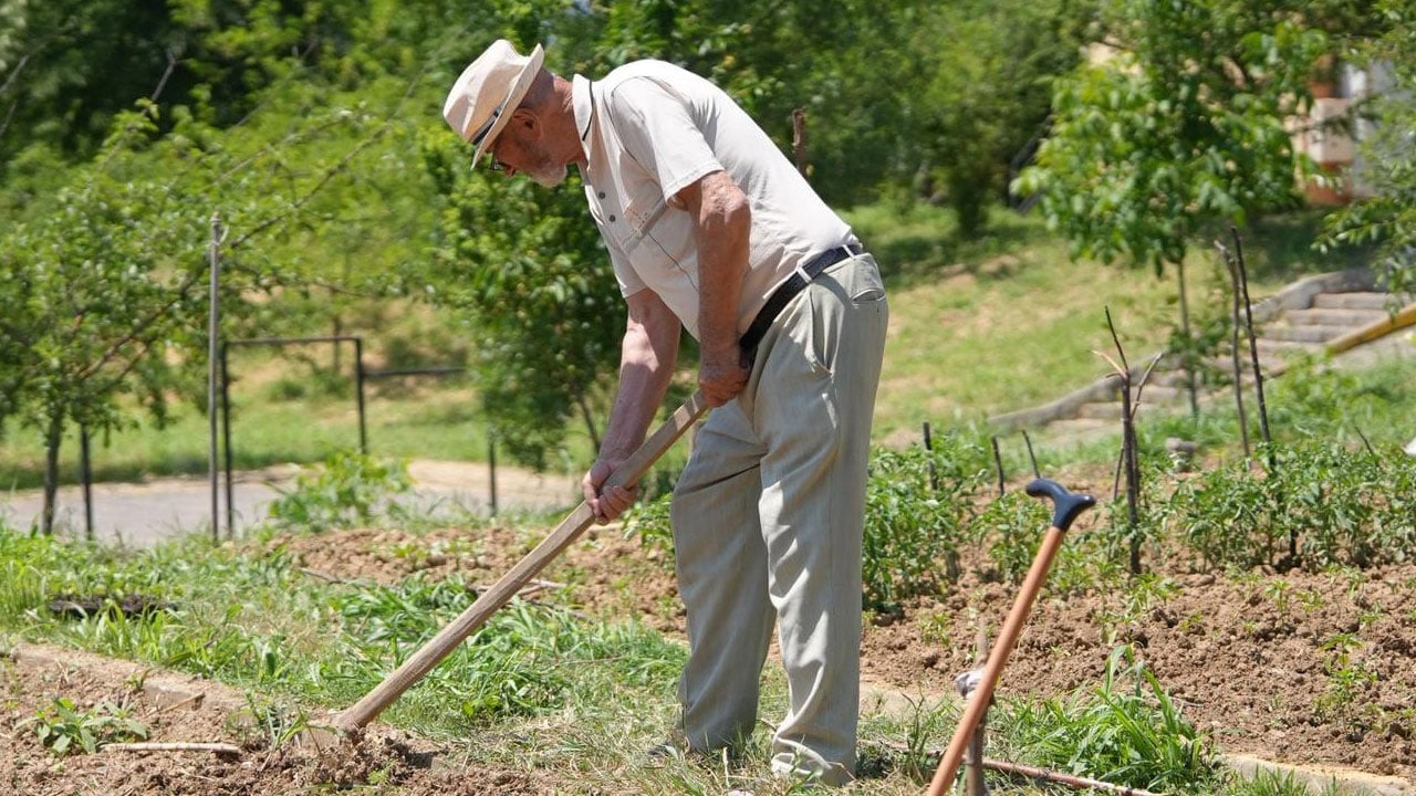 Foto - Geçmişle gelecek aynı bahçede! Ata tohumları yaşlıların ellerinde filizlendi