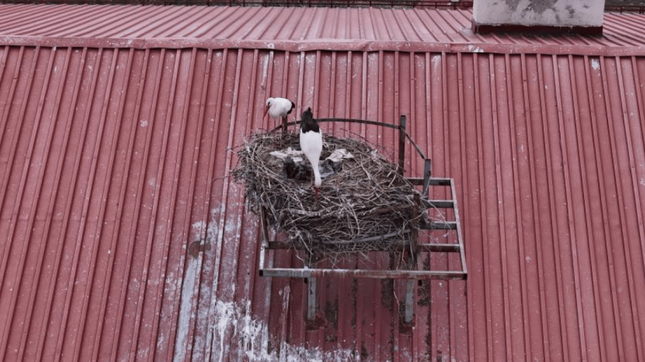 Foto - Gelenek yine bozulmadı: "Leylekli okul" misafirlerine kavuştu