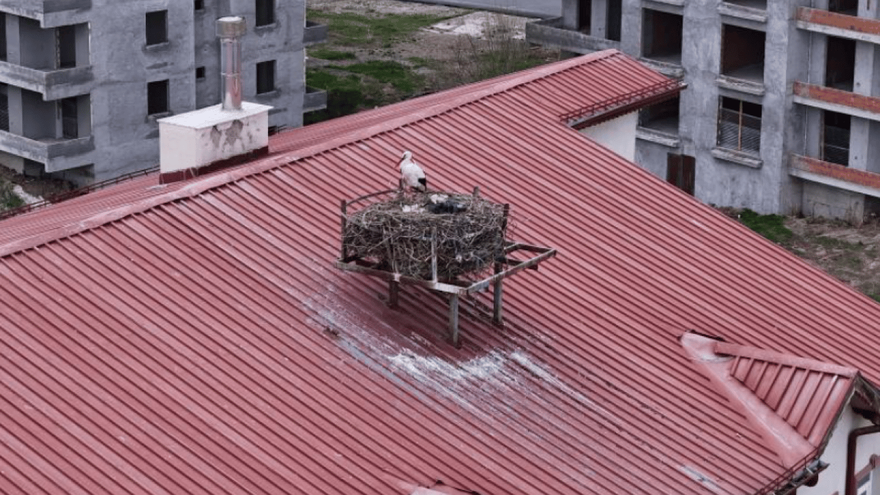 Foto - Gelenek yine bozulmadı: "Leylekli okul" misafirlerine kavuştu
