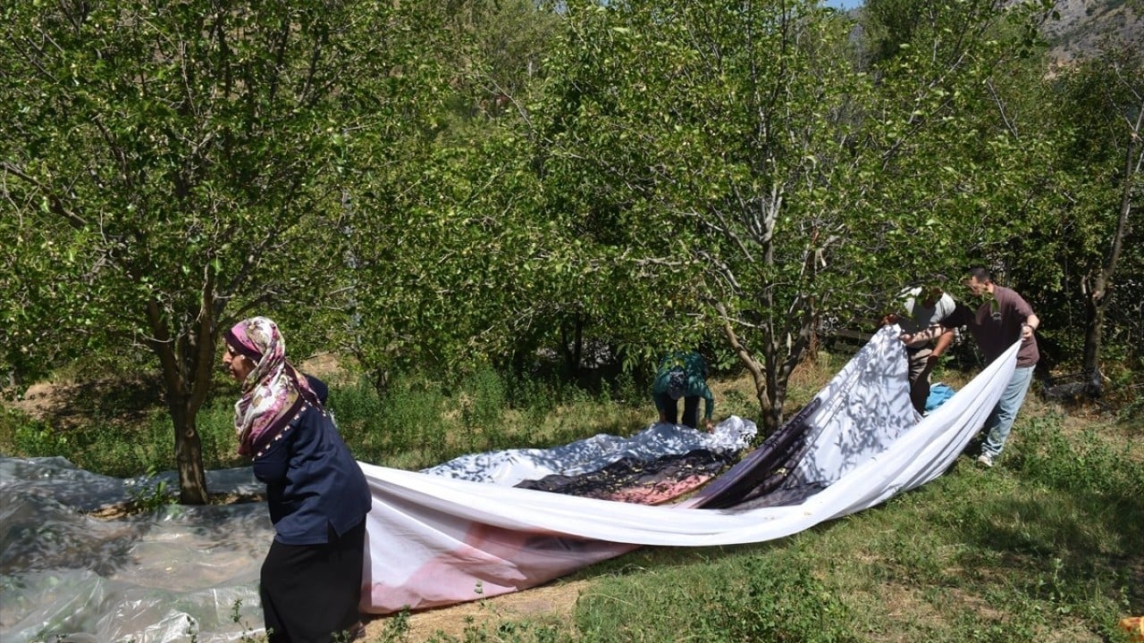 Foto - Geleneksel yöntemlerle yapılıyor! Dut pekmezi üreticilere ek gelir kapısı oldu