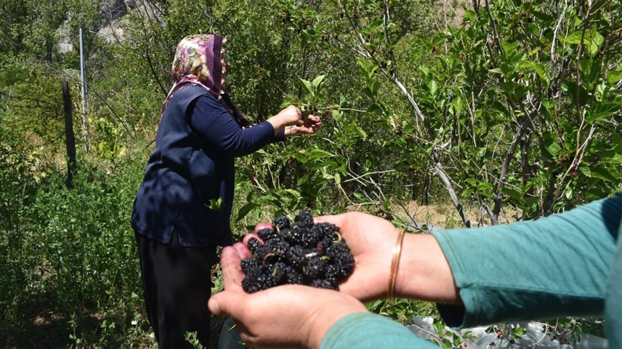 Foto - Geleneksel yöntemlerle yapılıyor! Dut pekmezi üreticilere ek gelir kapısı oldu