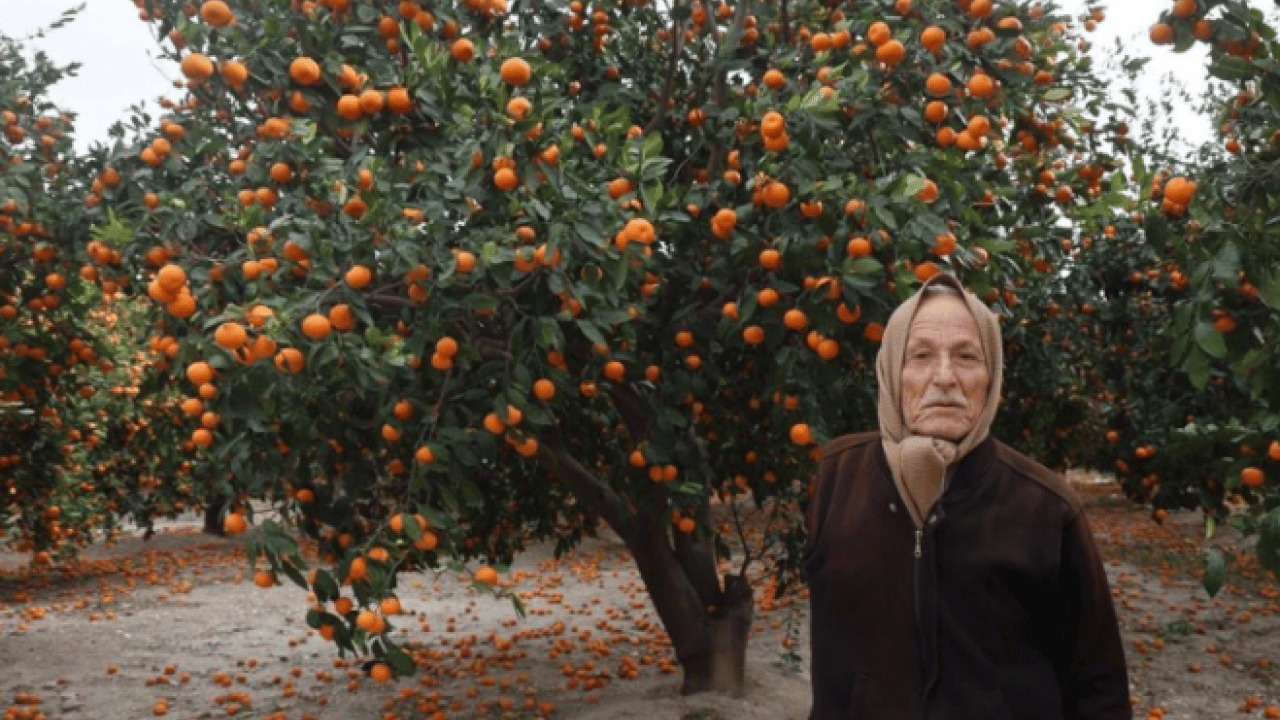 ‘Gelin bedava toplayın’ çağrısı yapıldı! Kimse gelmedi! Tarlalar turuncuya boyandı