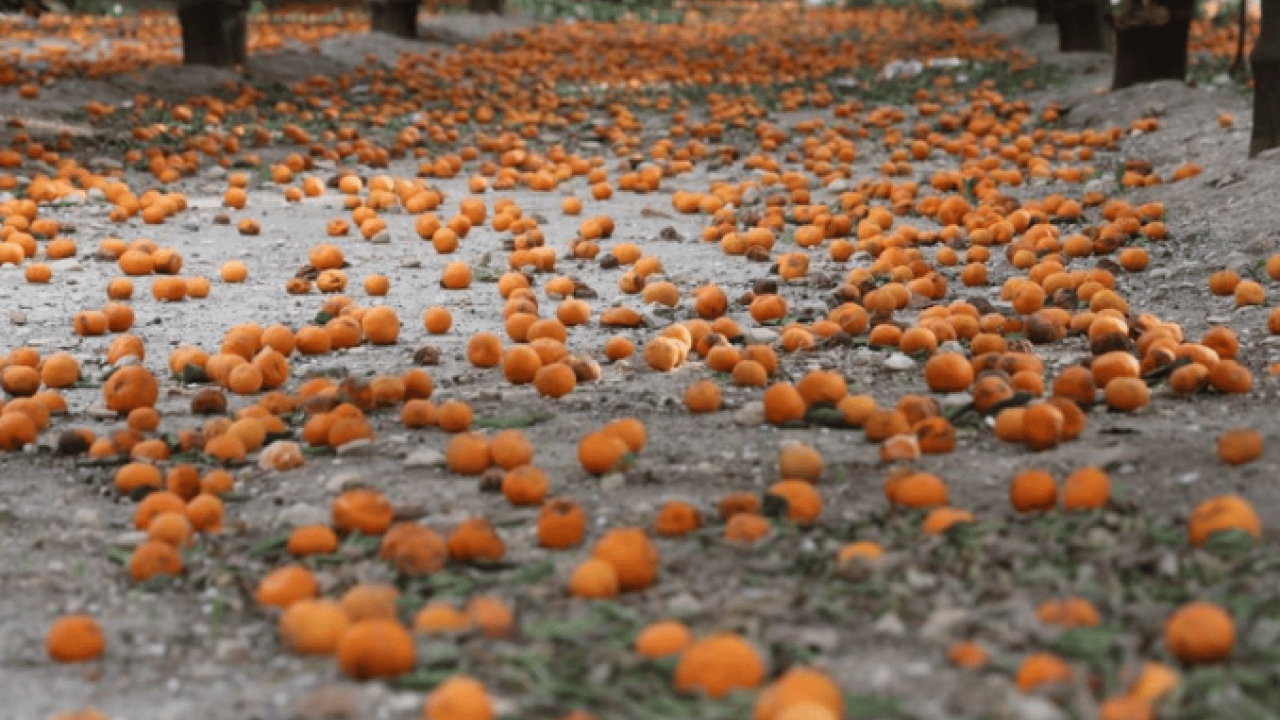 Foto - ‘Gelin bedava toplayın’ çağrısı yapıldı! Kimse gelmedi! Tarlalar turuncuya boyandı