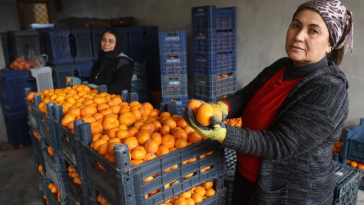 Foto - ‘Gelin bedava toplayın’ çağrısı yapıldı! Kimse gelmedi! Tarlalar turuncuya boyandı