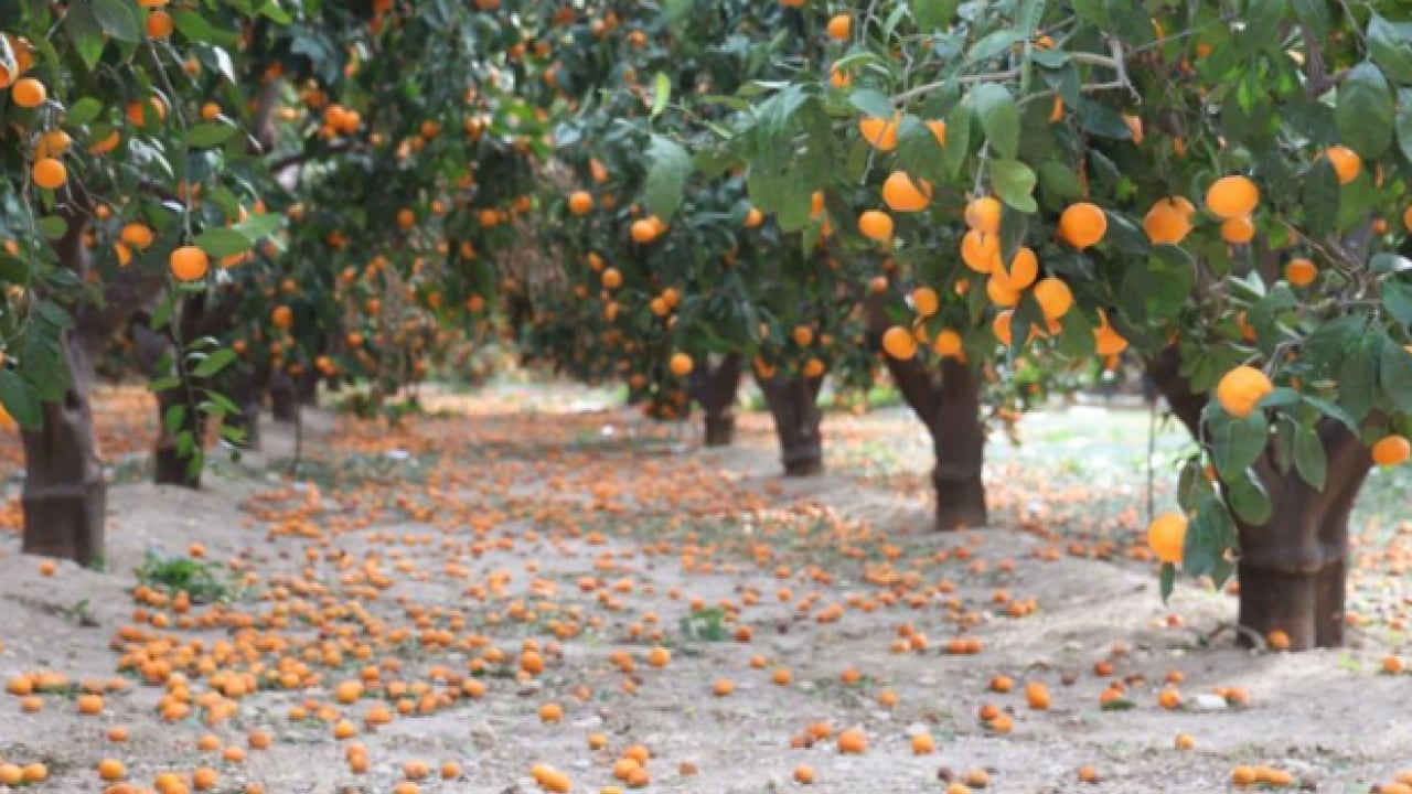 Foto - ‘Gelin bedava toplayın’ çağrısı yapıldı! Kimse gelmedi! Tarlalar turuncuya boyandı