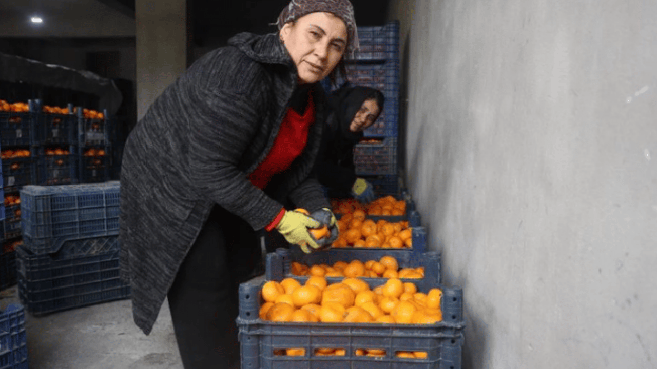 Foto - ‘Gelin bedava toplayın’ çağrısı yapıldı! Kimse gelmedi! Tarlalar turuncuya boyandı