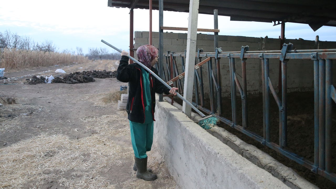 Foto - Genç veterinerden başarı hikayesi! Devlet desteğiyle 30 düve alıp kendi çiftliğini kurdu