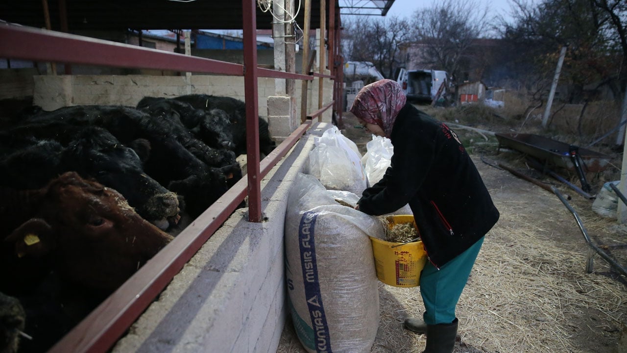 Foto - Genç veterinerden başarı hikayesi! Devlet desteğiyle 30 düve alıp kendi çiftliğini kurdu