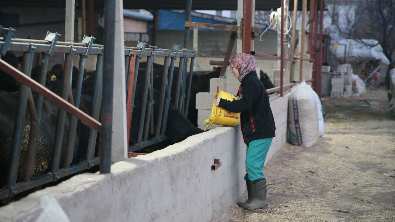 Genç veterinerden başarı hikayesi! Devlet desteğiyle 30 düve alıp kendi çiftliğini kurdu