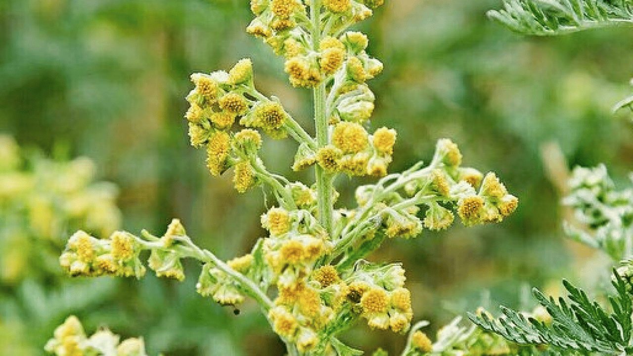 Foto - Geniş bir yelpazede destek: Karaciğeri tertemiz yapıyor, sindirim sistemini makine gibi çalıştırıyor