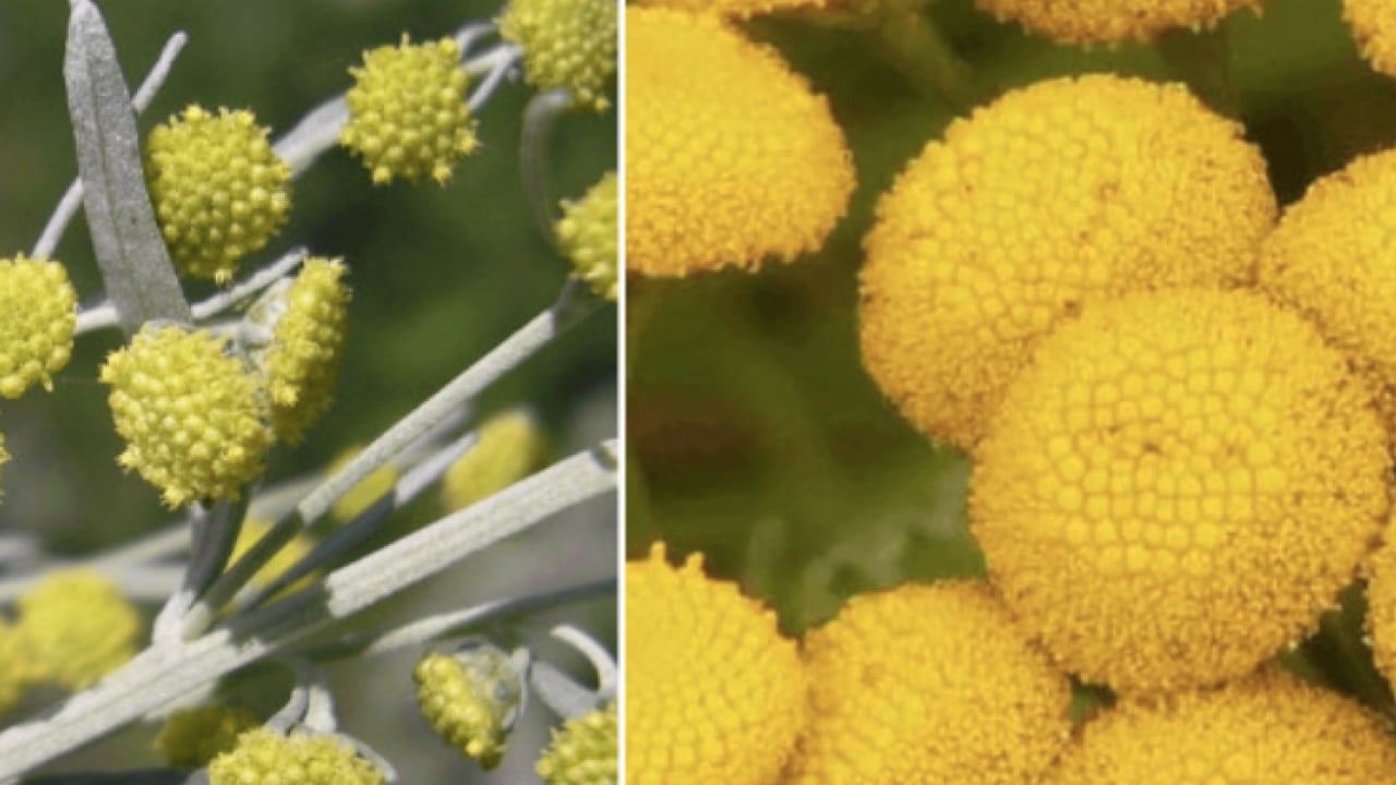 Foto - Geniş bir yelpazede destek: Karaciğeri tertemiz yapıyor, sindirim sistemini makine gibi çalıştırıyor