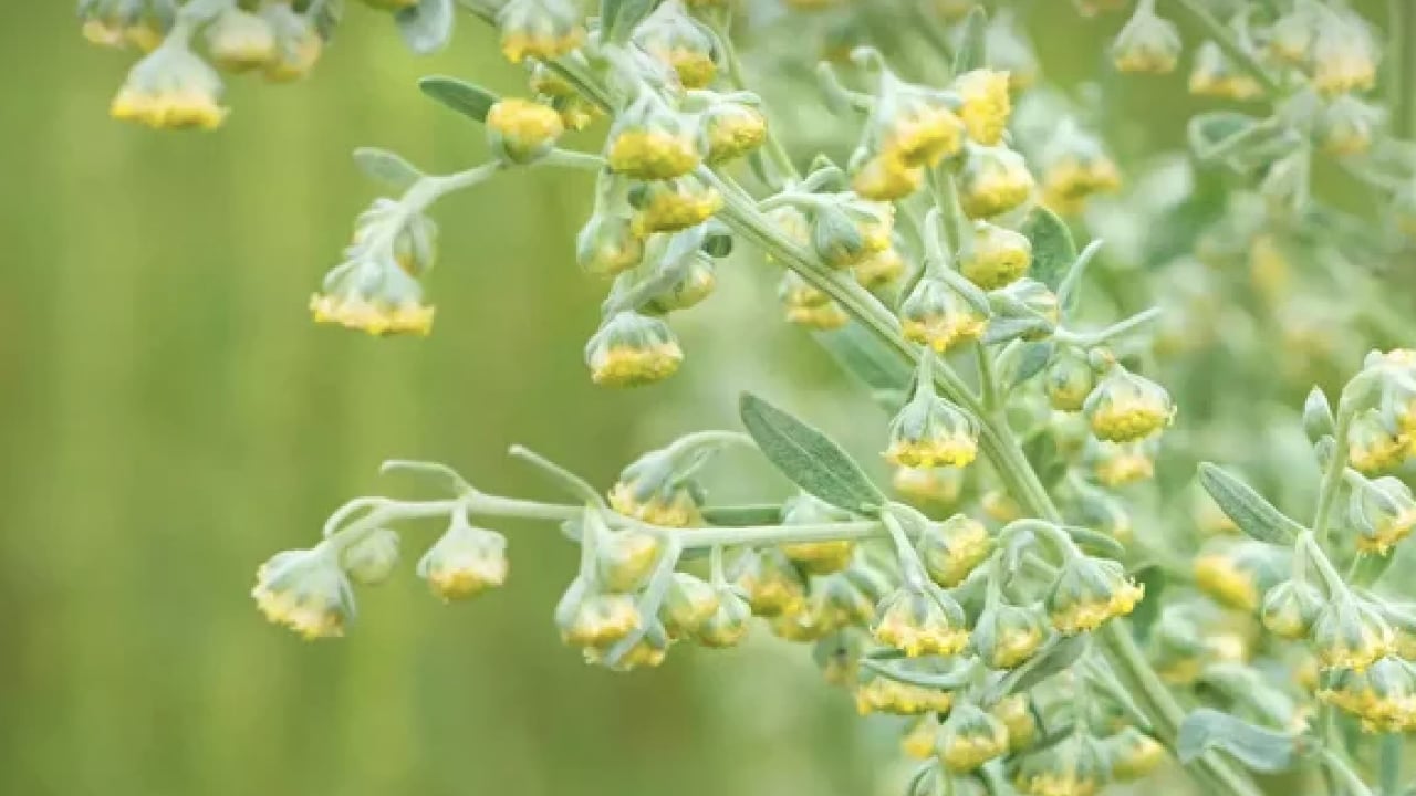 Foto - Geniş bir yelpazede destek: Karaciğeri tertemiz yapıyor, sindirim sistemini makine gibi çalıştırıyor