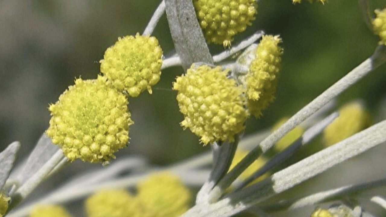 Foto - Geniş bir yelpazede destek: Karaciğeri tertemiz yapıyor, sindirim sistemini makine gibi çalıştırıyor