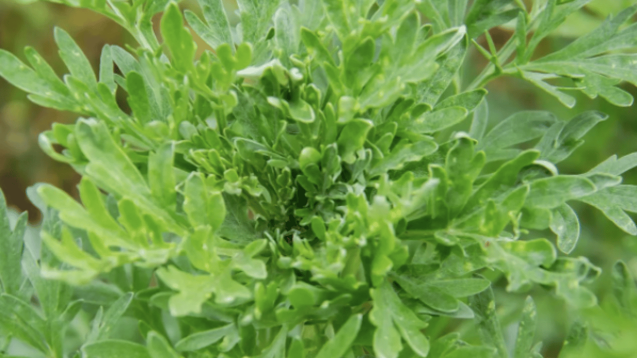 Foto - Geniş bir yelpazede destek: Karaciğeri tertemiz yapıyor, sindirim sistemini makine gibi çalıştırıyor