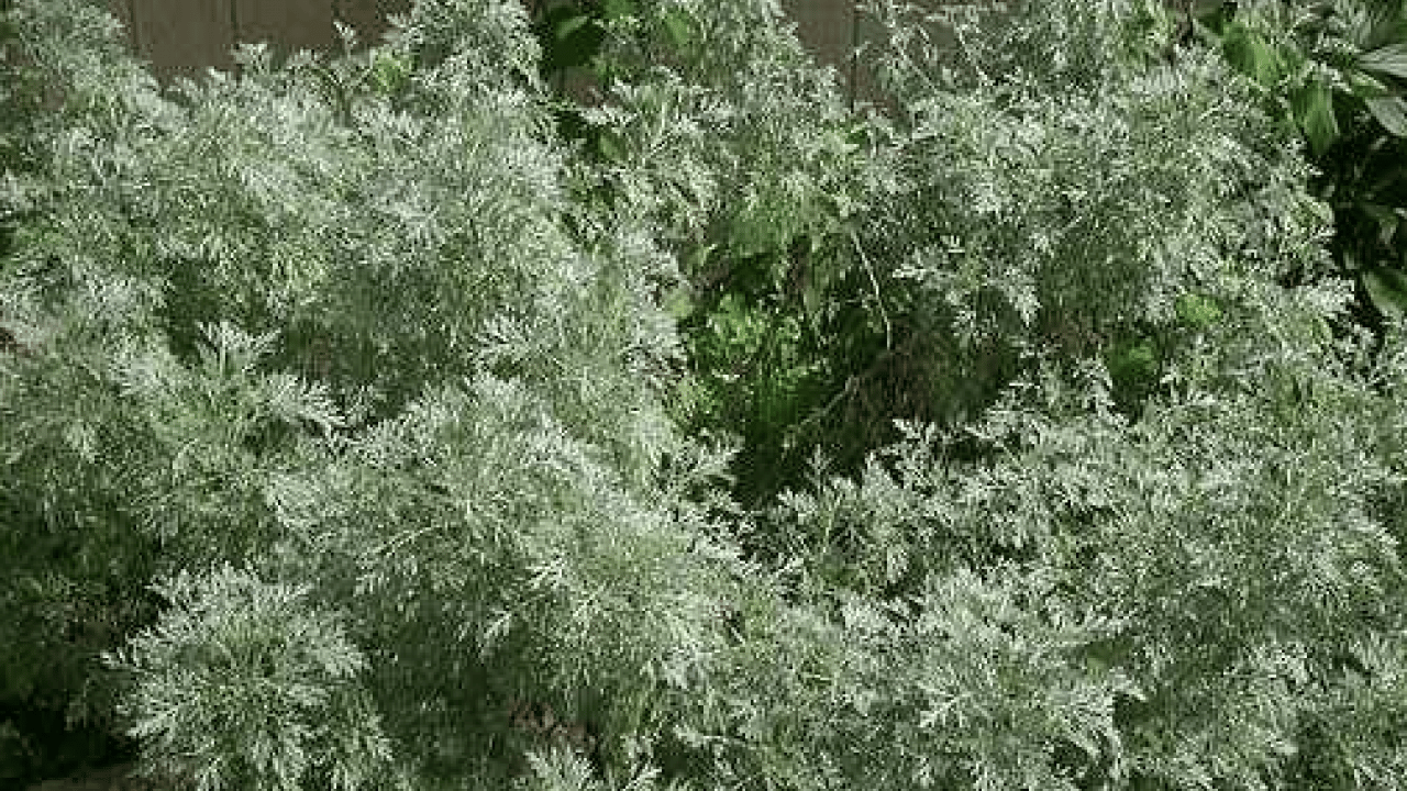 Geniş bir yelpazede destek: Karaciğeri tertemiz yapıyor, sindirim sistemini makine gibi çalıştırıyor