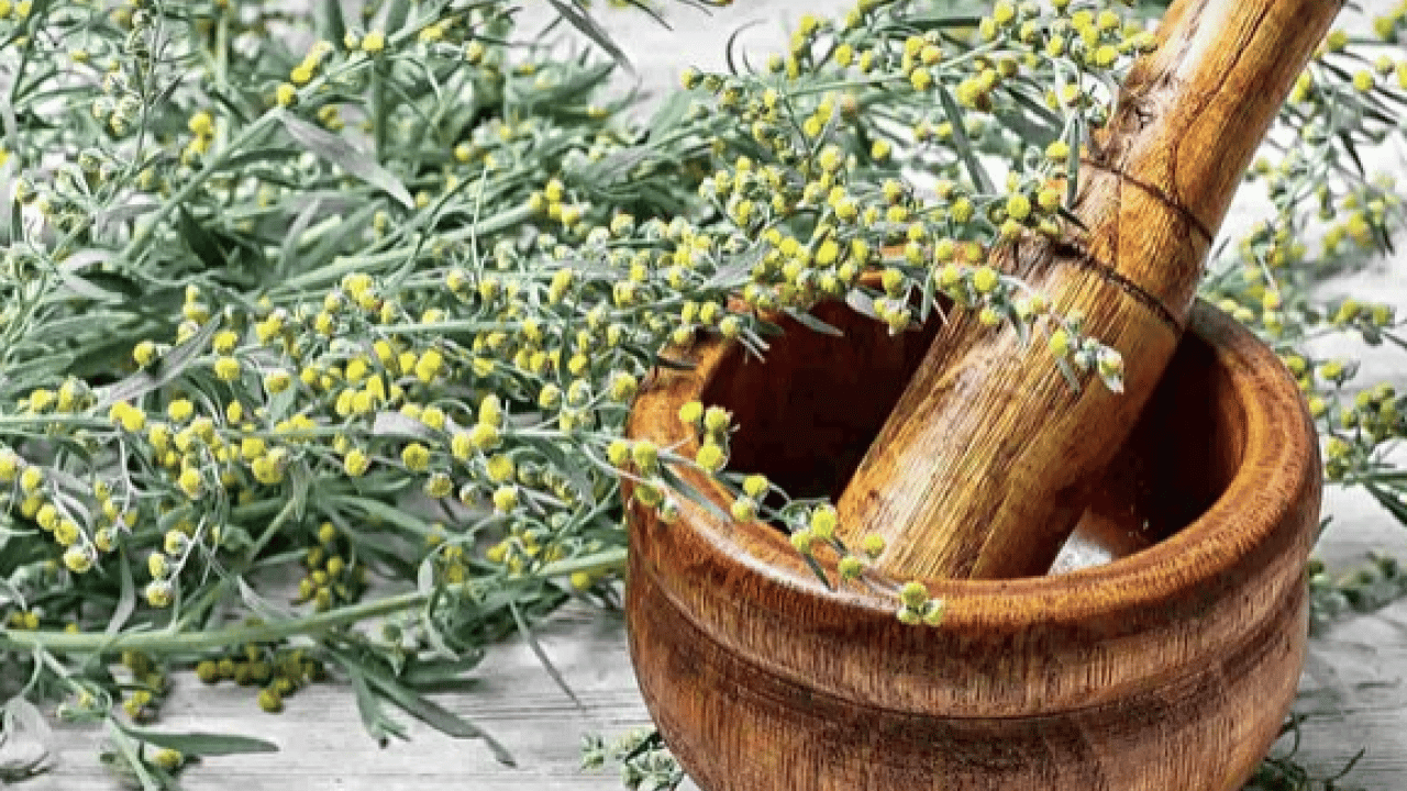 Foto - Geniş bir yelpazede destek: Karaciğeri tertemiz yapıyor, sindirim sistemini makine gibi çalıştırıyor