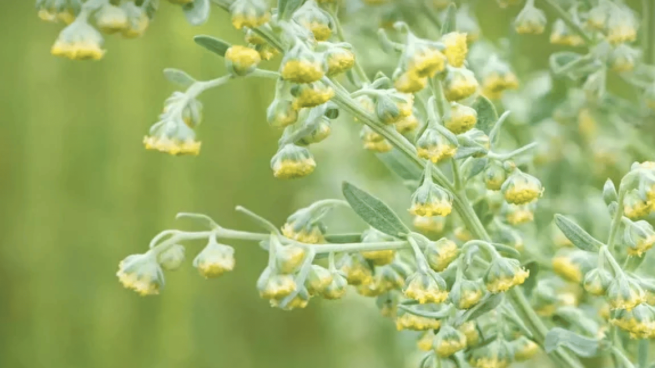 Foto - Geniş bir yelpazede destek: Karaciğeri tertemiz yapıyor, sindirim sistemini makine gibi çalıştırıyor
