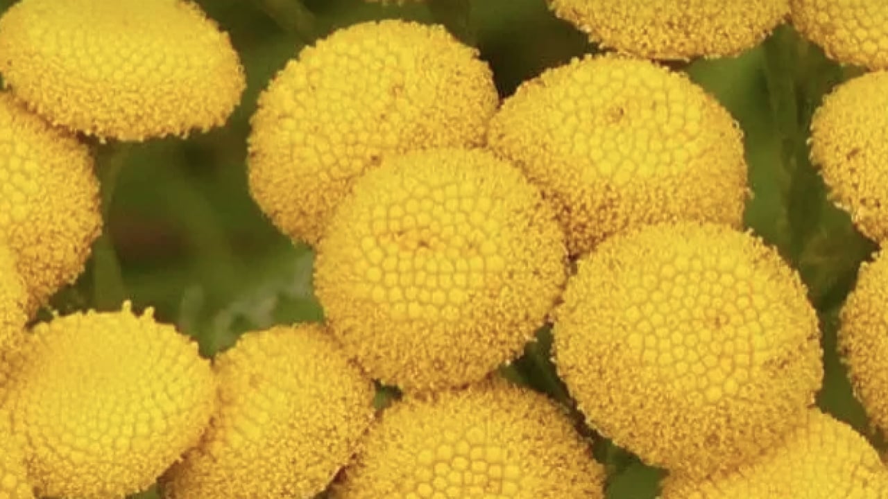 Foto - Geniş bir yelpazede destek: Karaciğeri tertemiz yapıyor, sindirim sistemini makine gibi çalıştırıyor