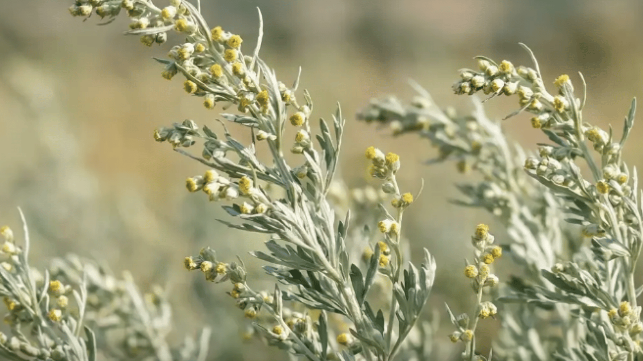 Foto - Geniş bir yelpazede destek: Karaciğeri tertemiz yapıyor, sindirim sistemini makine gibi çalıştırıyor