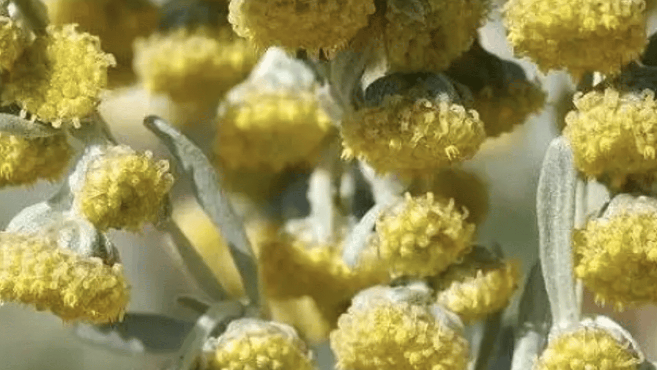 Foto - Geniş bir yelpazede destek: Karaciğeri tertemiz yapıyor, sindirim sistemini makine gibi çalıştırıyor