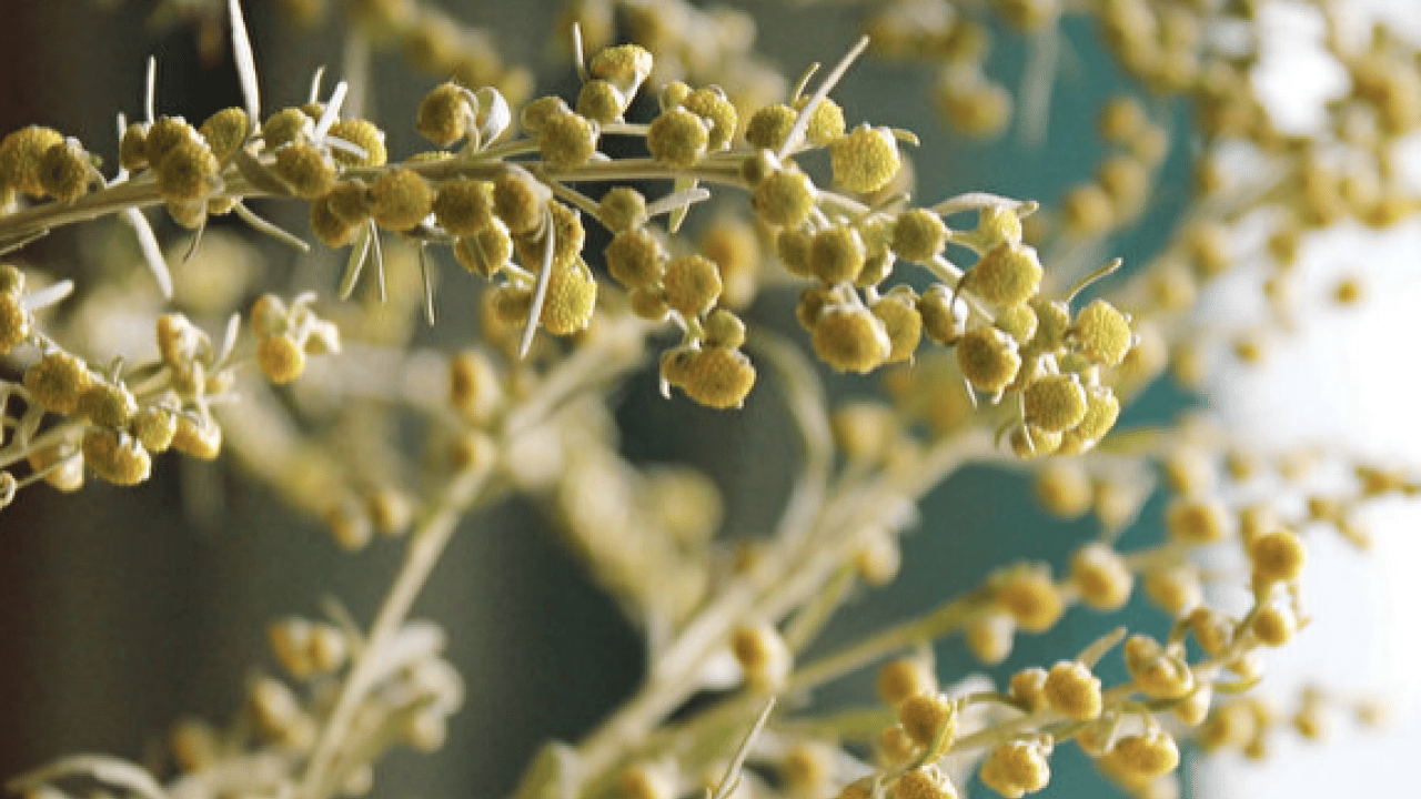 Foto - Geniş bir yelpazede destek: Karaciğeri tertemiz yapıyor, sindirim sistemini makine gibi çalıştırıyor