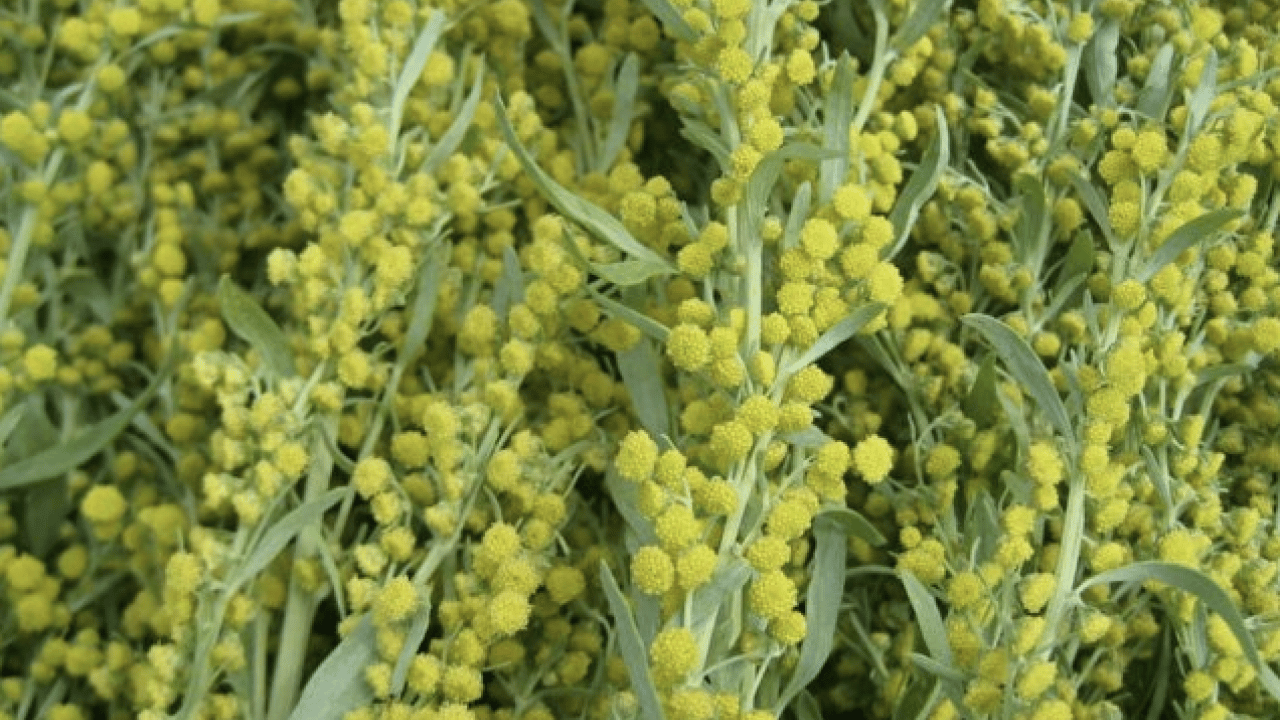 Foto - Geniş bir yelpazede destek: Karaciğeri tertemiz yapıyor, sindirim sistemini makine gibi çalıştırıyor