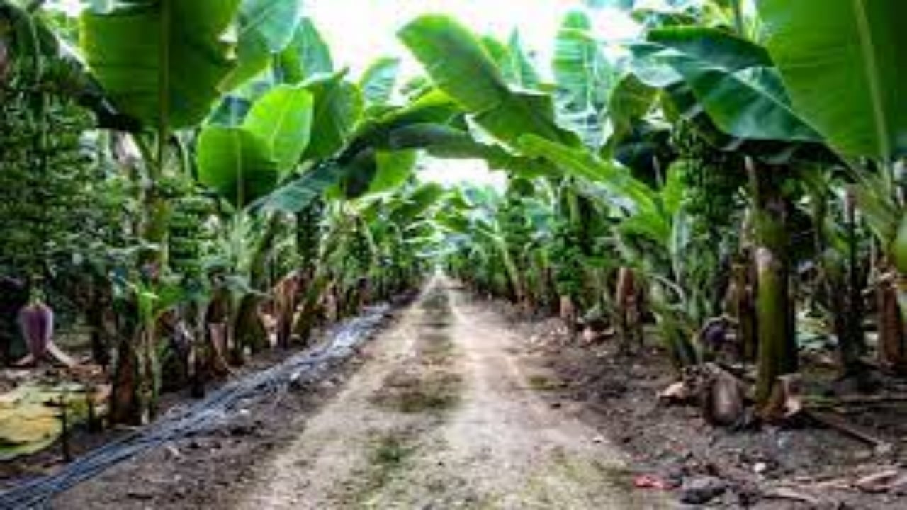 Getirisi rekor kırınca bütün şehir üretime başladı! 100 kat arttı, siparişlere yetişemiyorlar