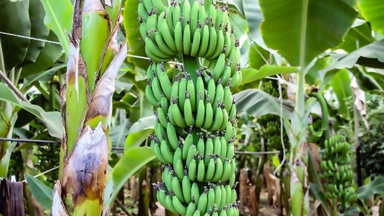 Foto - Getirisi rekor kırınca bütün şehir üretime başladı! 100 kat arttı, siparişlere yetişemiyorlar
