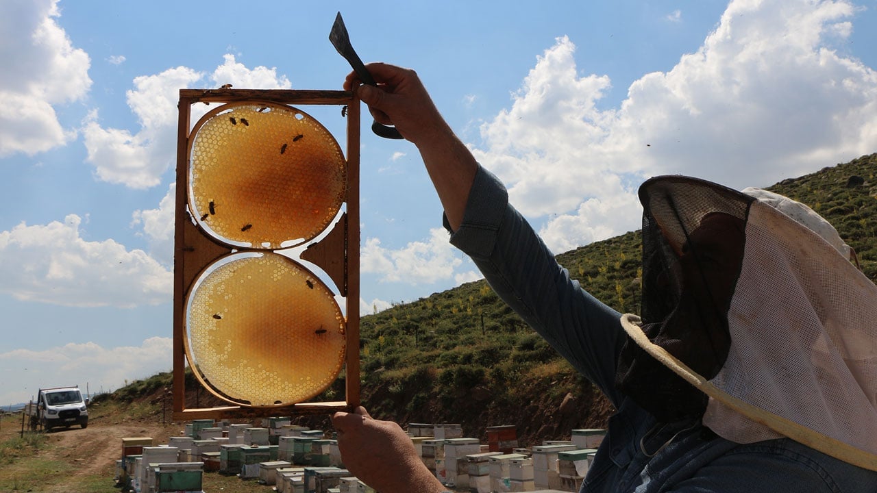 Geven çiçek açtı, kalite beklentisi yükseldi! Üreticiler son yılların en iyi sezonunu bekliyor