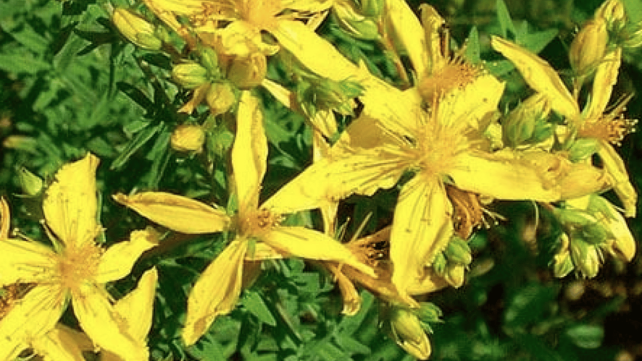 Foto - Gevşeme, cildi parlatma ve daha neler neler: Sarı Kantaron Çayının Mucizevi Faydaları