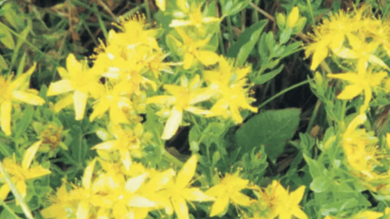 Foto - Gevşeme, cildi parlatma ve daha neler neler: Sarı Kantaron Çayının Mucizevi Faydaları