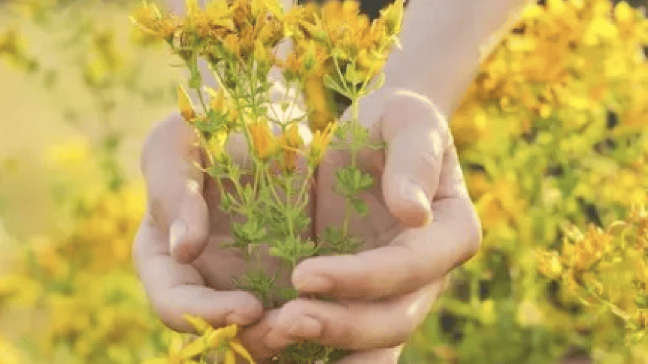 Foto - Gevşeme, cildi parlatma ve daha neler neler: Sarı Kantaron Çayının Mucizevi Faydaları