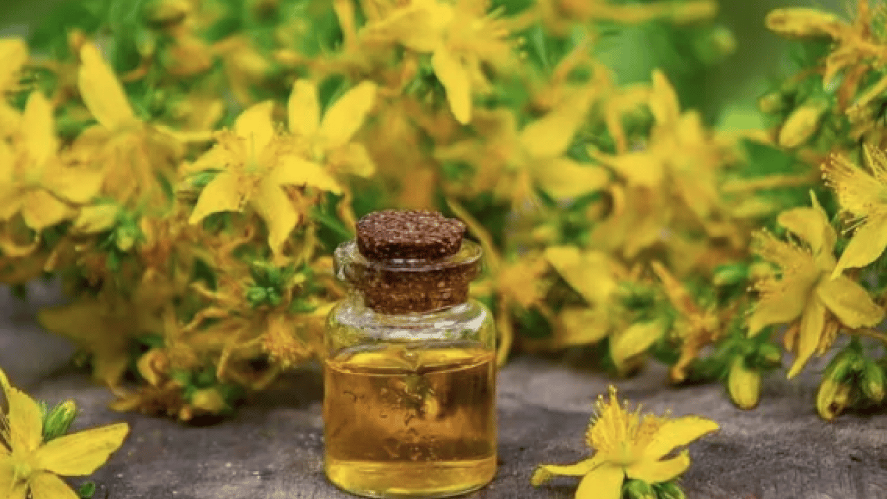 Foto - Gevşeme, cildi parlatma ve daha neler neler: Sarı Kantaron Çayının Mucizevi Faydaları